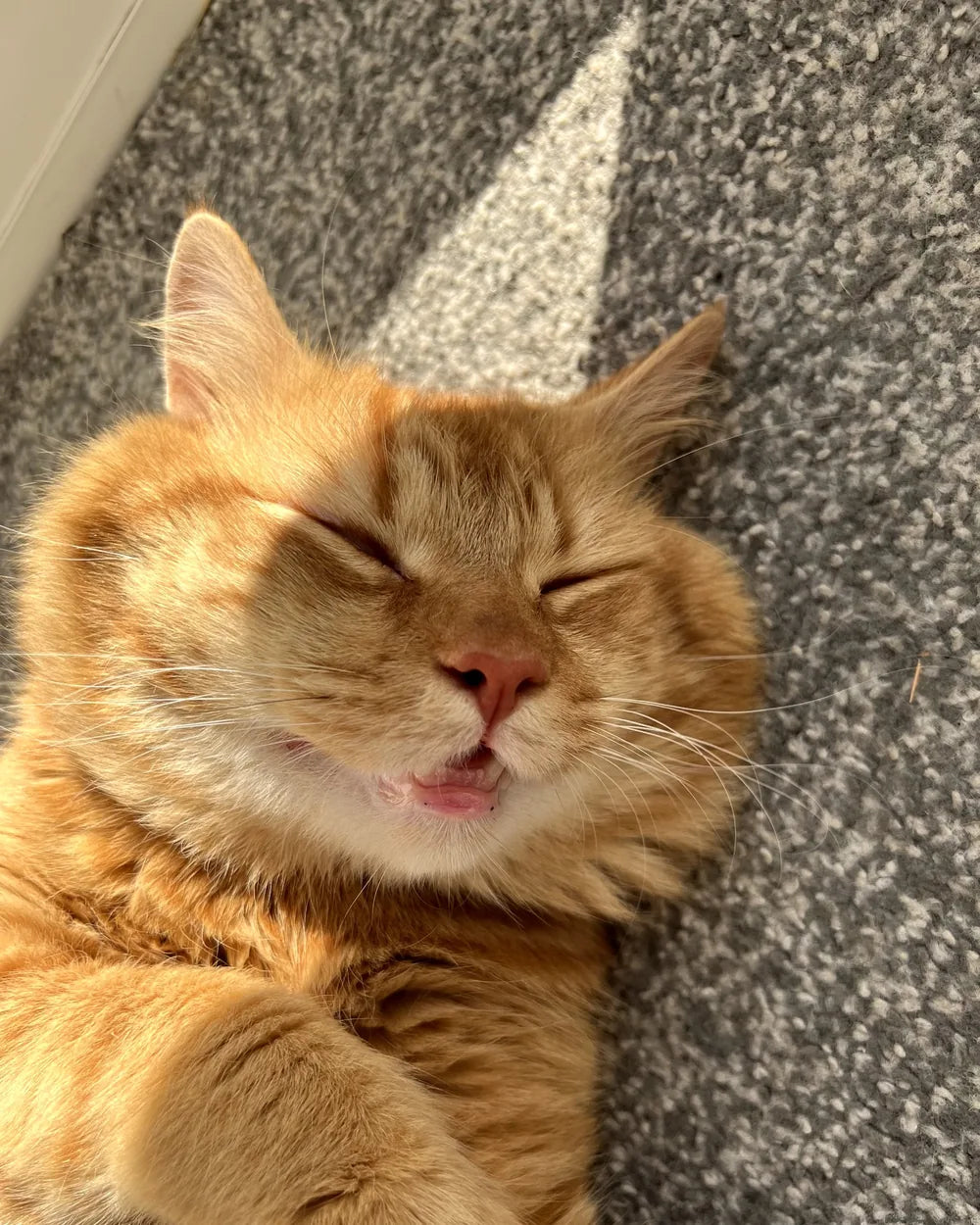 Sam, our ginger cat, stretched out in a sunbeam