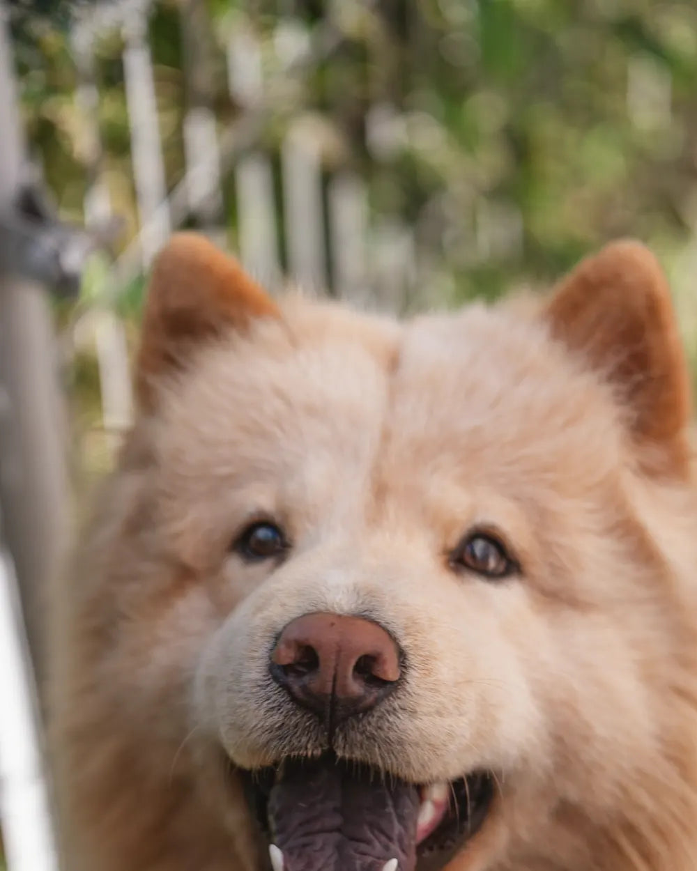 A smiling red Chow Chow outdoors