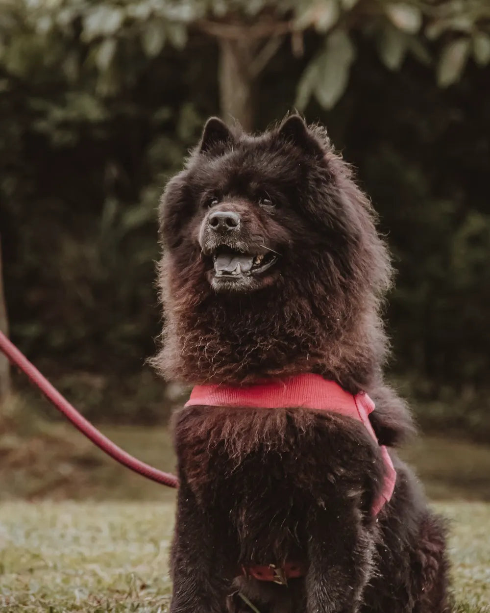 A black Chow Chow on a lead sitting on grass