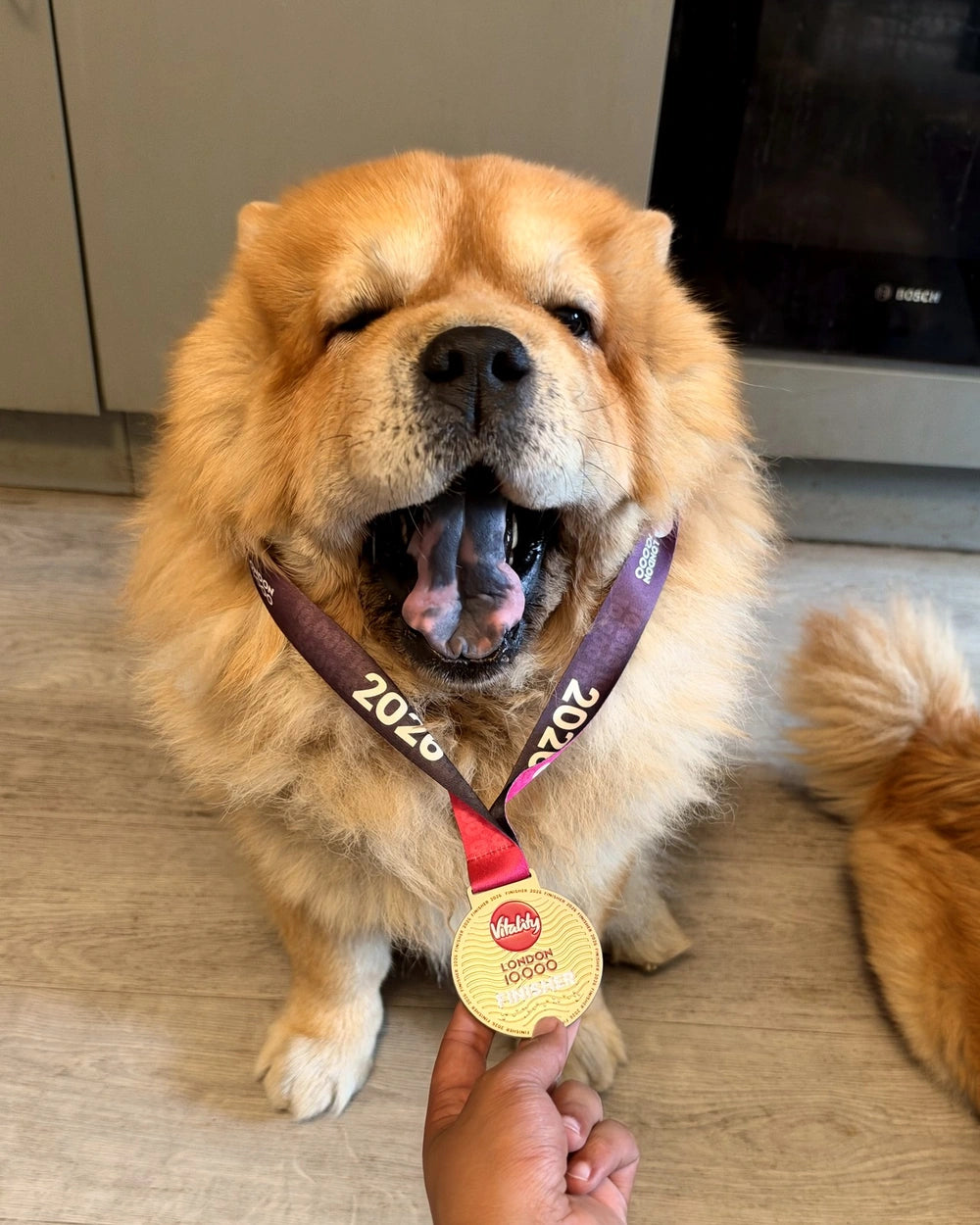 A smiling red Chow Chow wearing a medal on a ribbon