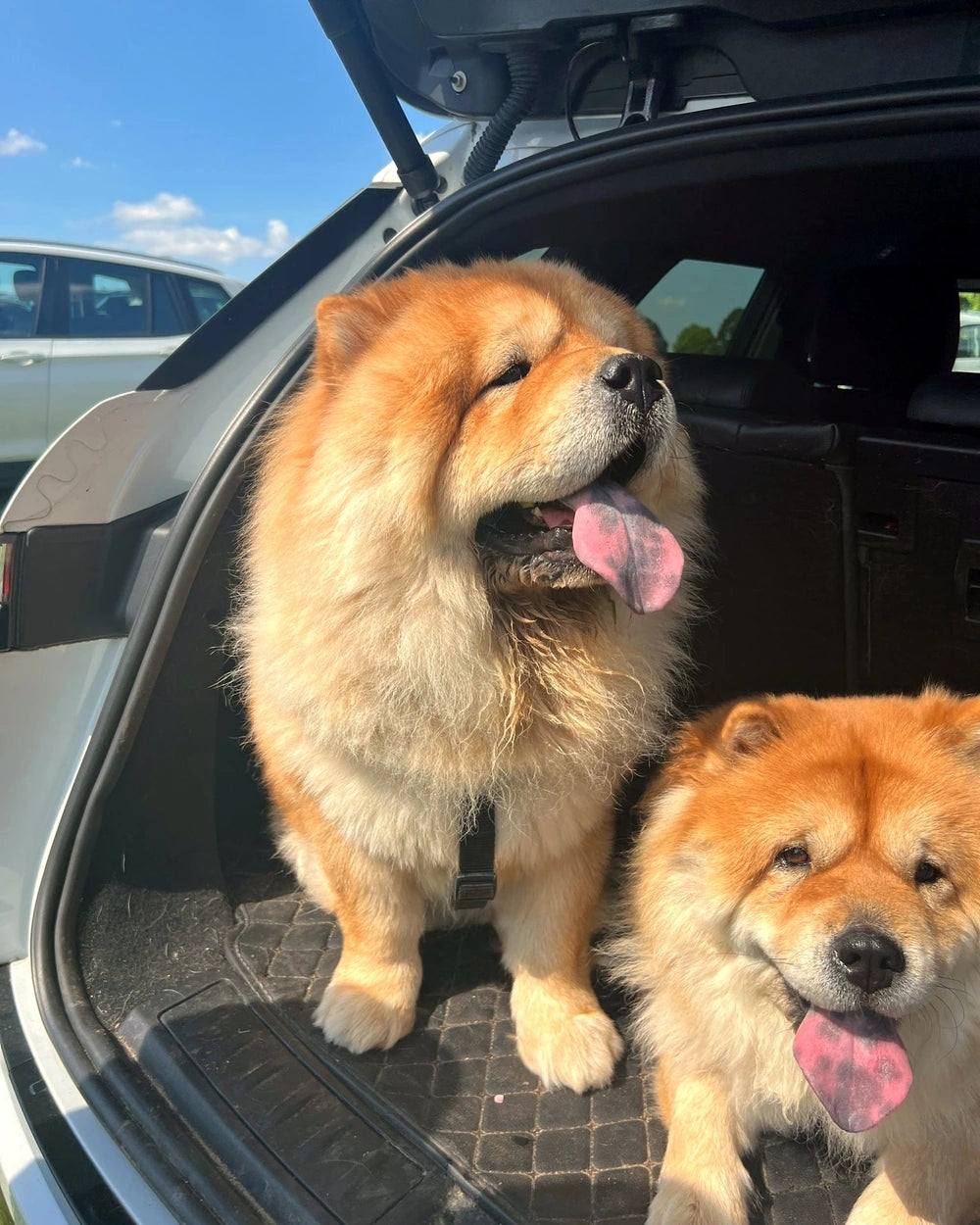 Bear and Narla, two red Chow Chows, in an open car boot