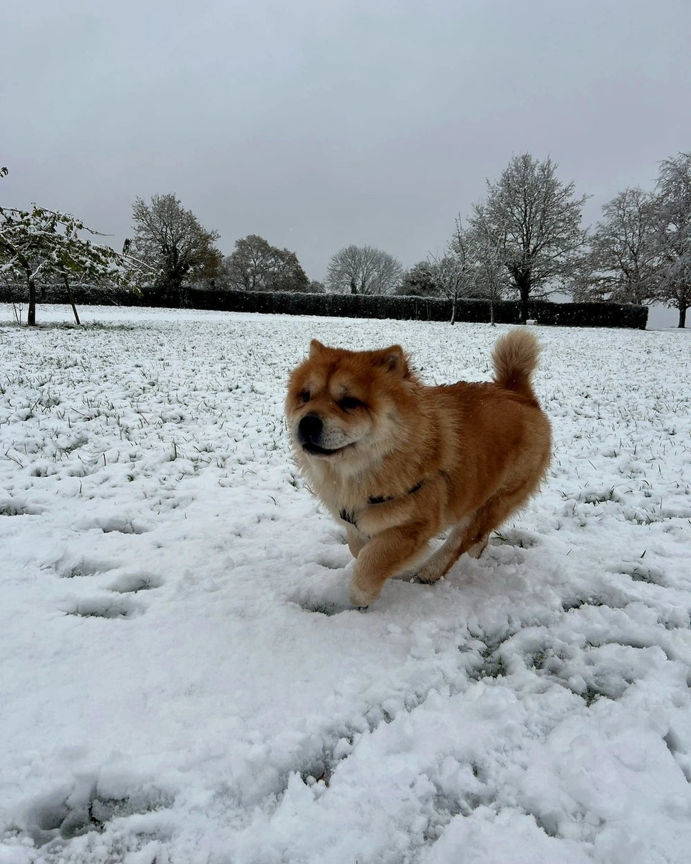 A red Chow Chow running through snow in a park