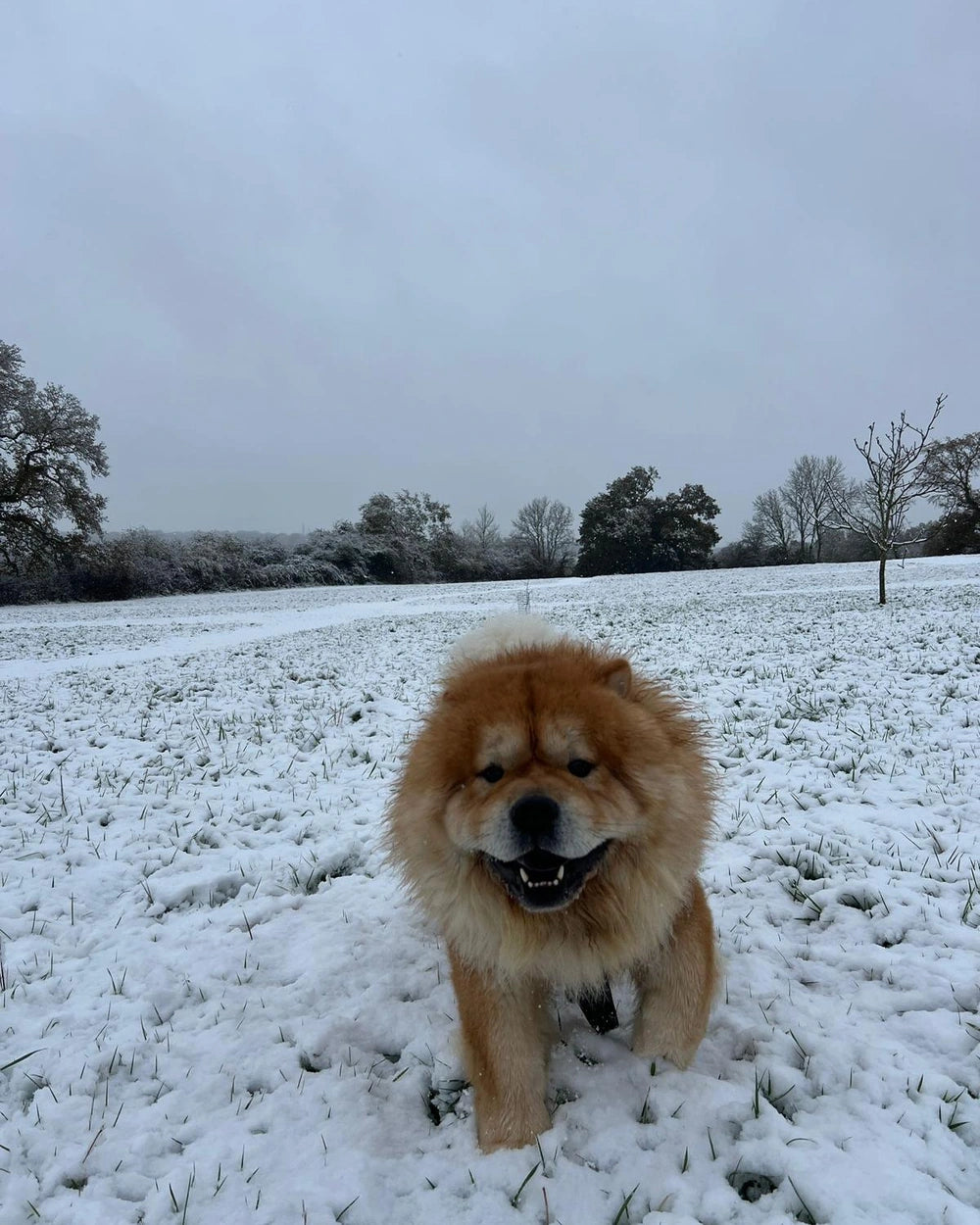 A red Chow Chow sitting in the snow, smiling
